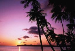 Tropical Beach Paradise
