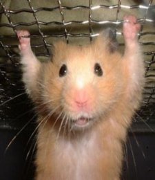 Silly Animals