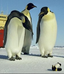 Silly Animals